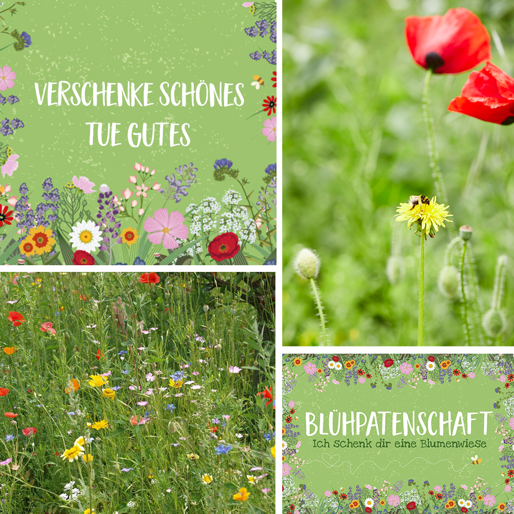 Blühpatenschaft für 25 m² Blumenwiese
