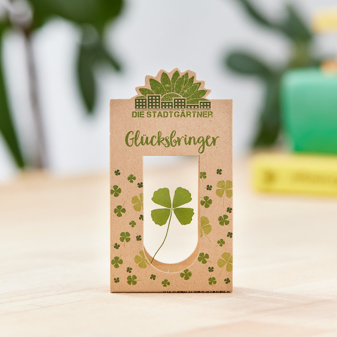 Glücksbringer – Echtes Kleeblatt