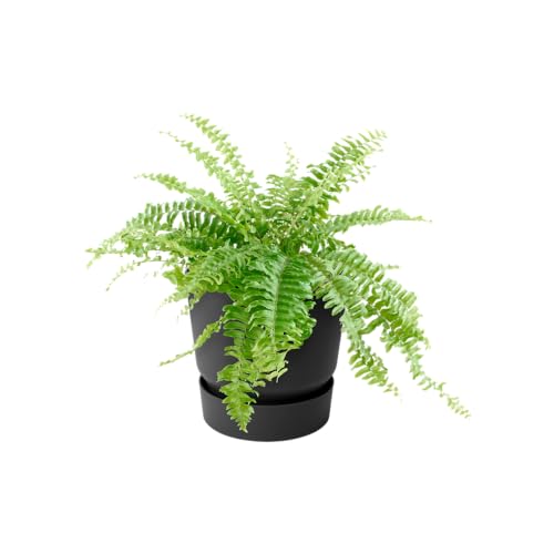 elho Greenville Easy Hanger 19.5 - Blumentopf für Balkon - 100% recyceltem Plastik - Ø 19.5 x H 23.7 cm - Schwarz/Living Schwarz