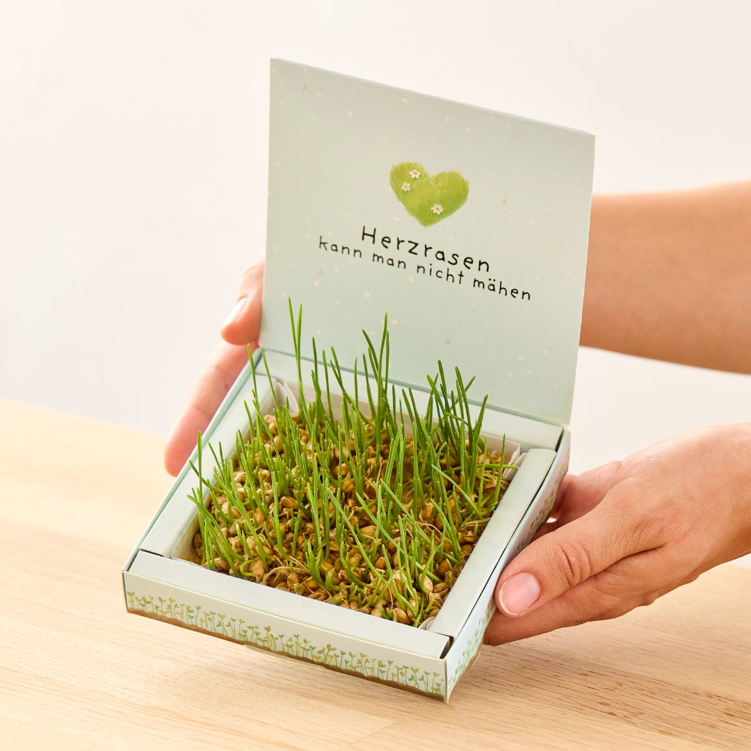 Pflanzkästchen - Herzrasen