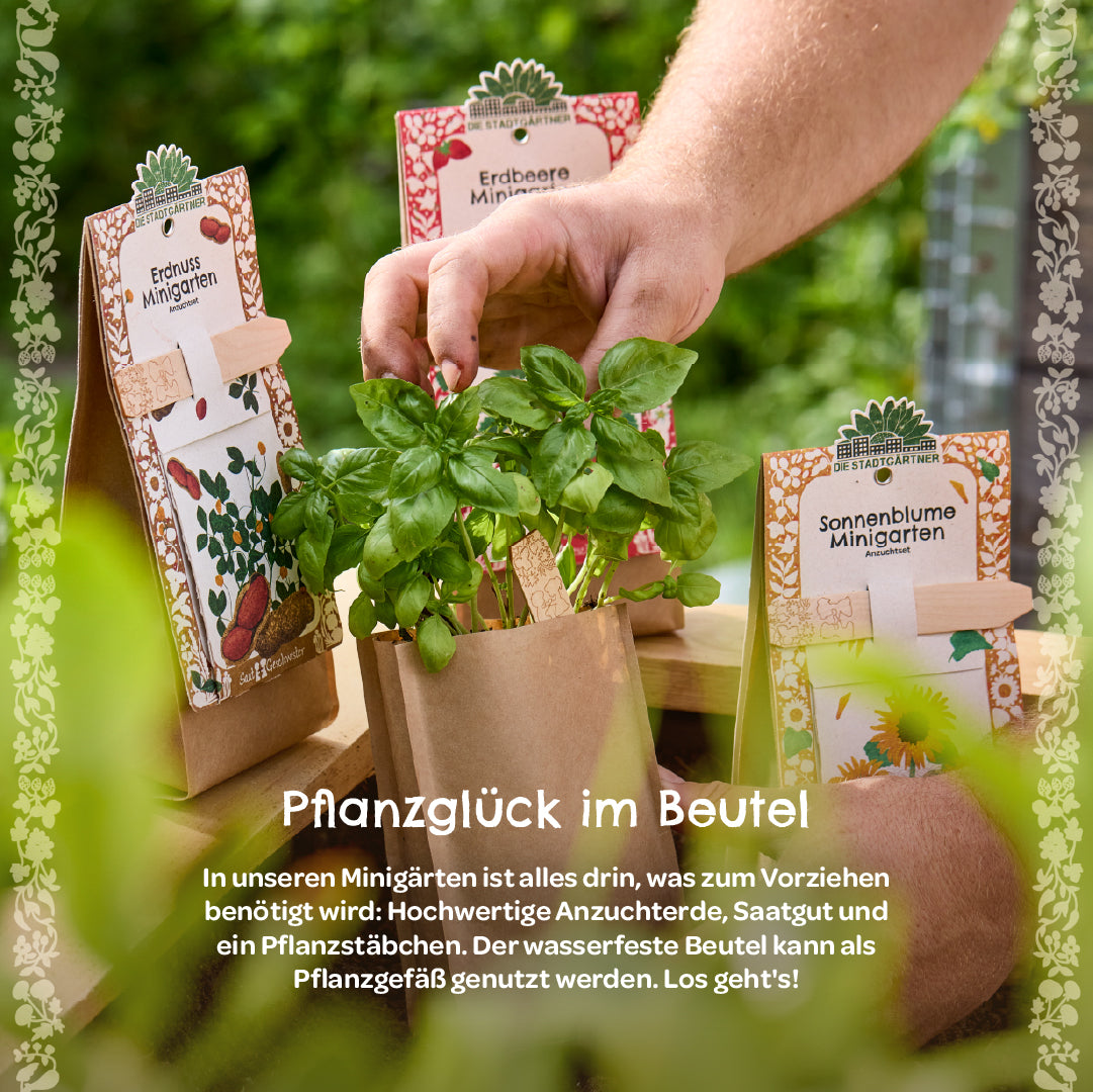 Anzuchtset – Minigarten BIO-Basilikum