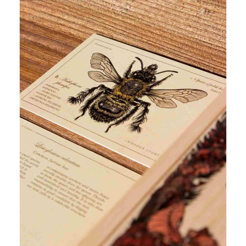 Wooden Story – Lernbausteine Bienenarten | Bunt